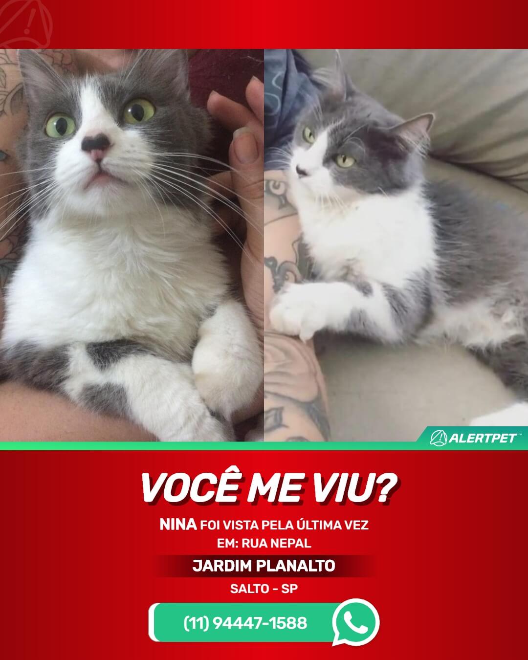 procura-se nina gata perdida em salto sp