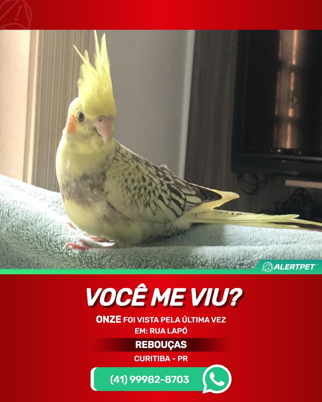 calopsita perdida em curitiba