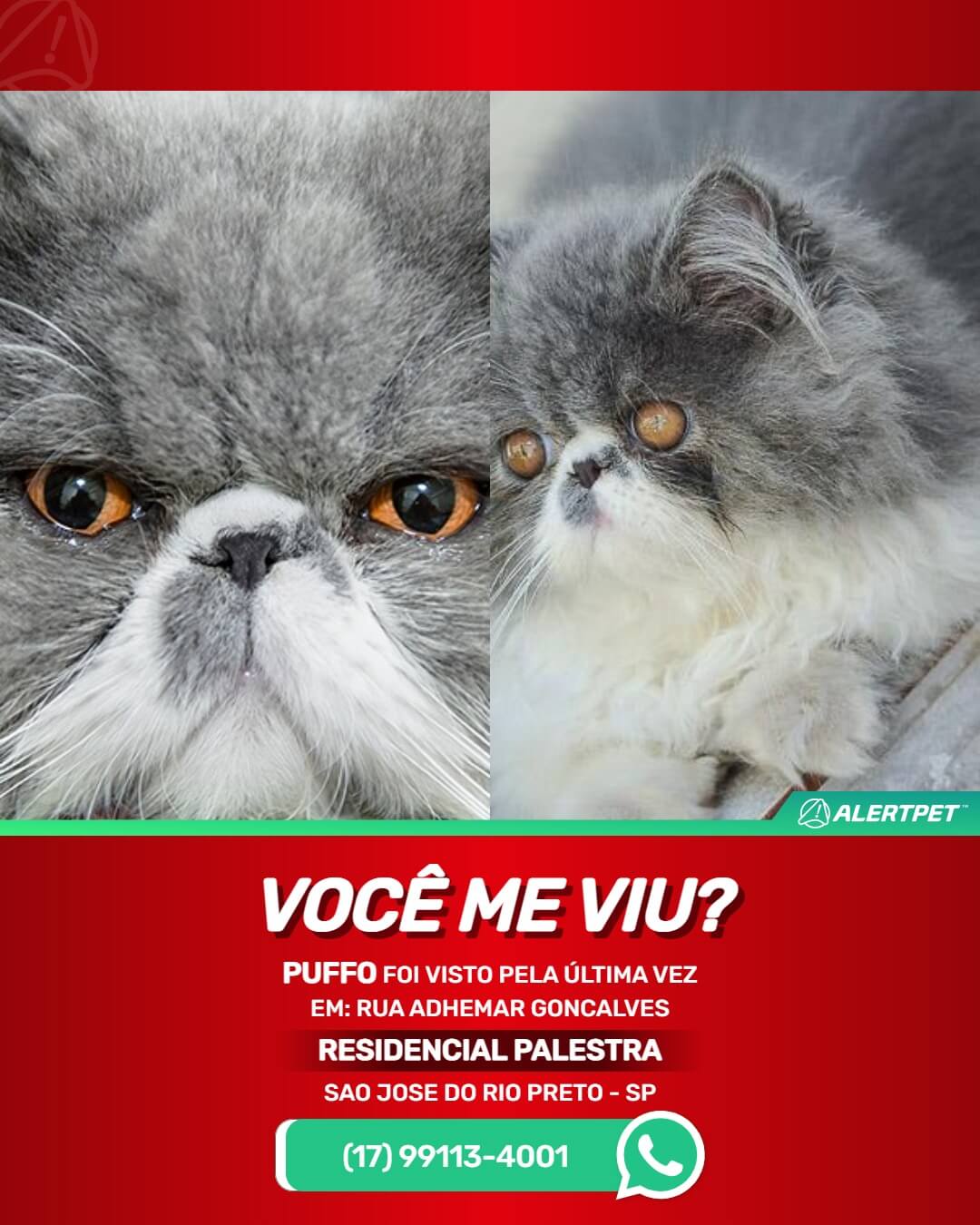 gato perdido em são josé do rio preto