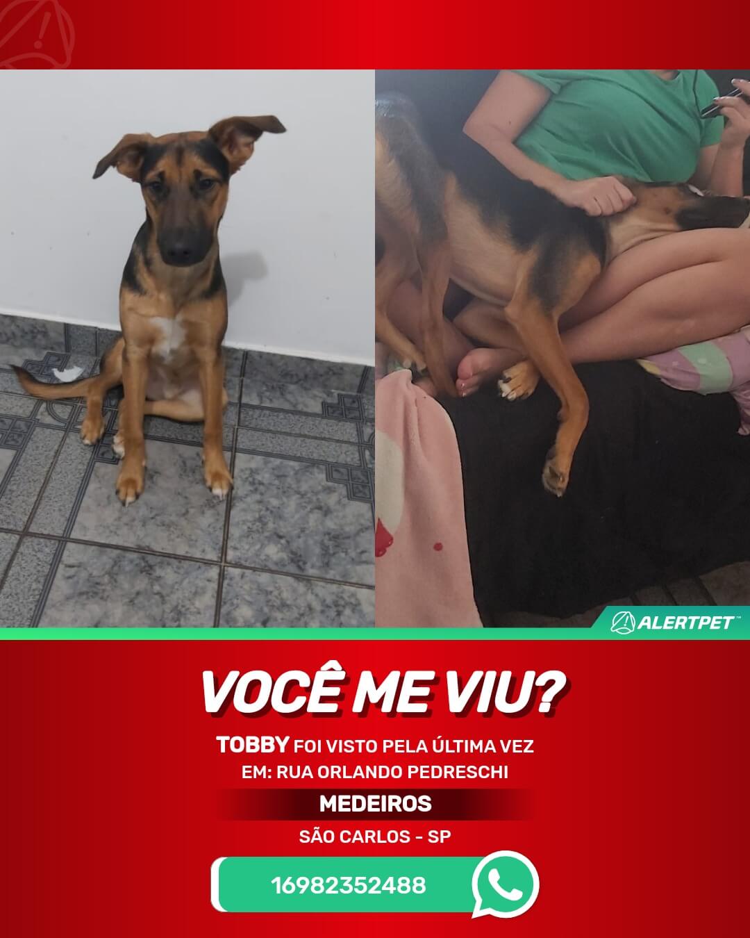 cachorro perdido em são carlos sp