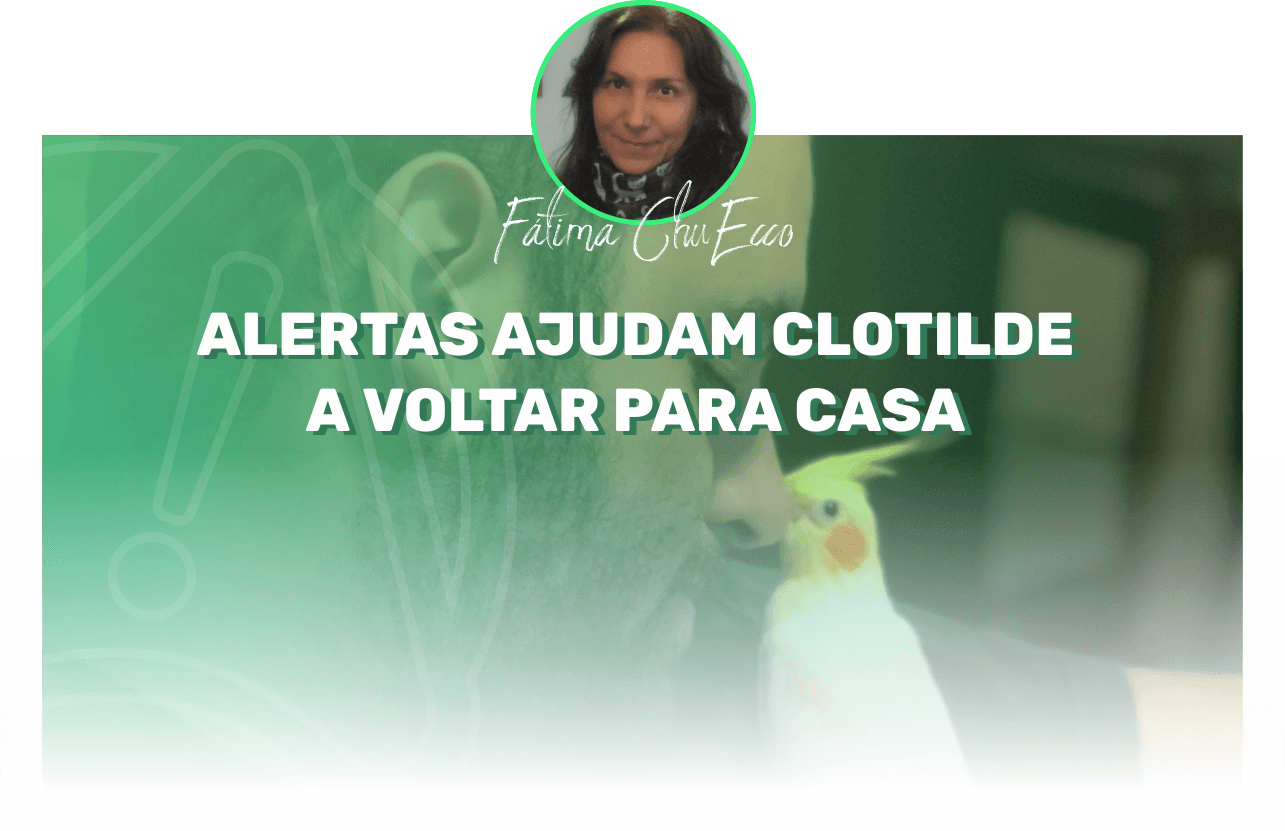 Clotilde calopsita perdida em são paulo