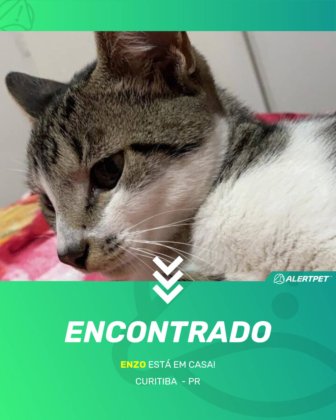 enzo gato desaparecido curitiba 18 05 2021 found image