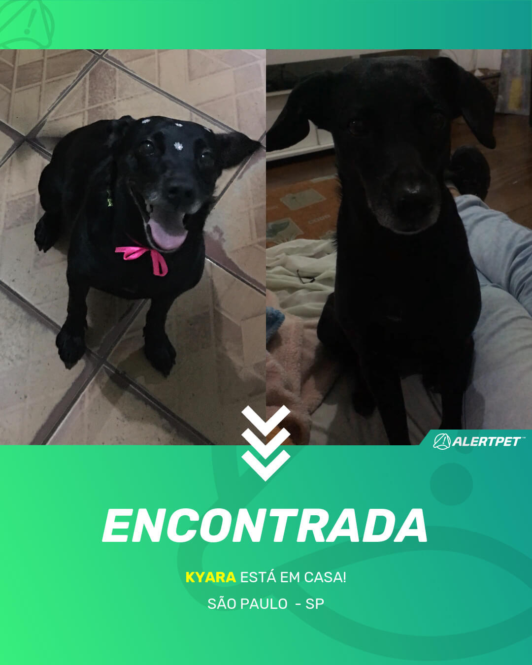 kyara cachorro desaparecido sao paulo 21 05 2021 found image