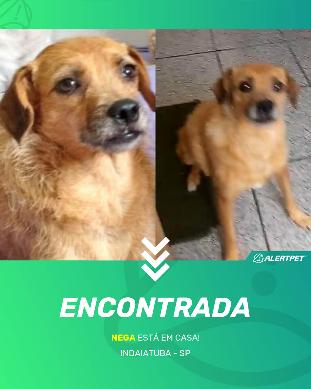 nega cachorro desaparecido indaiatuba 19 05 2021 found image