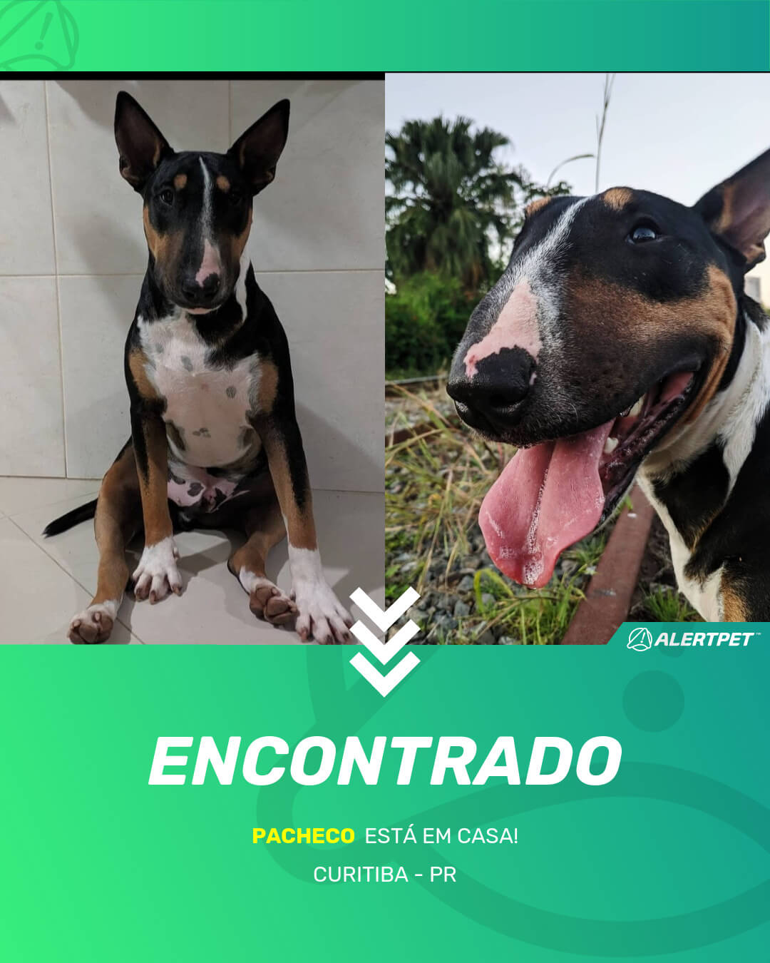 pacheco cachorro desaparecido curitiba 24 05 2021 found image