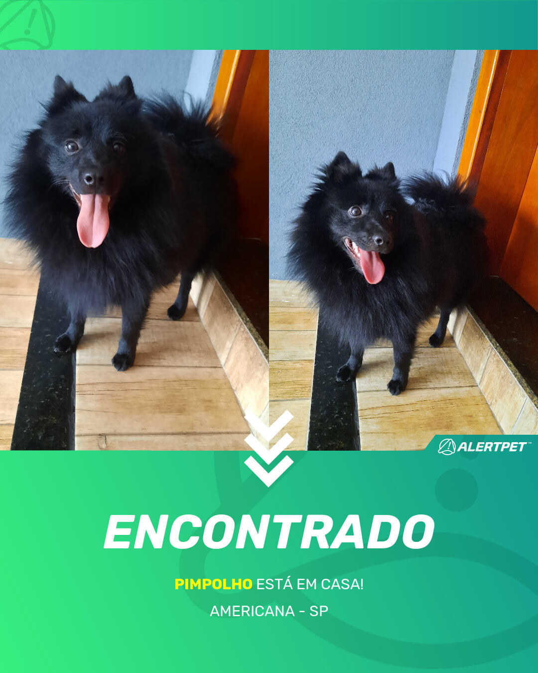 pimpolho cachorro desaparecido americana 19 05 2021 found image