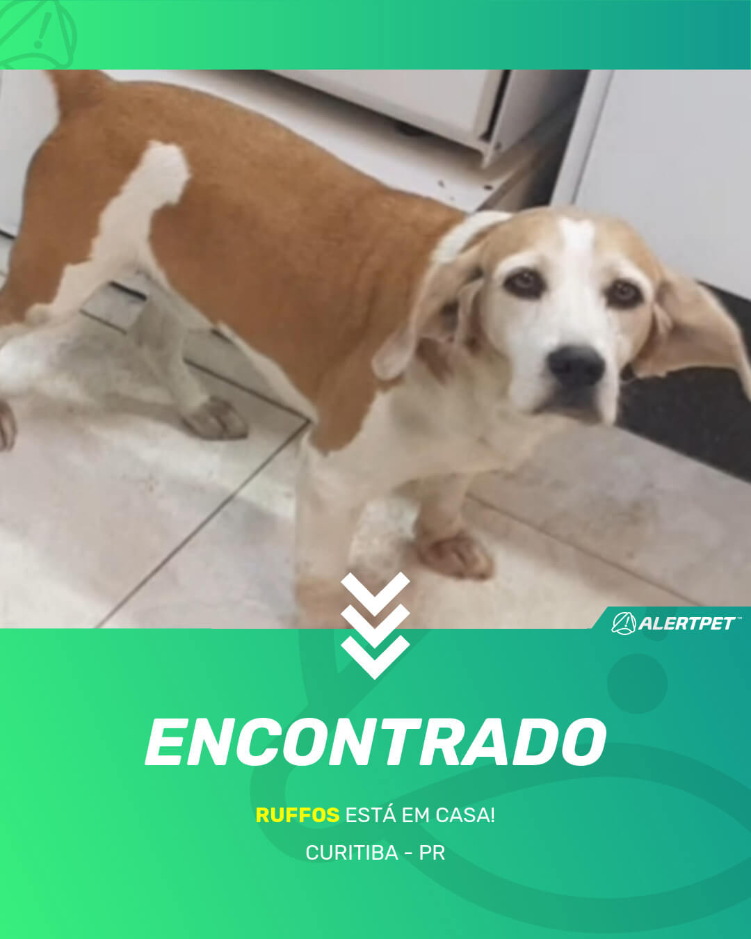 ruffos cachorro desaparecido curitiba 19 05 2021 found image