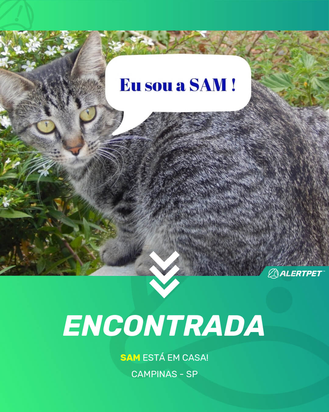 sam gato desaparecido jardim dos oliveiras 23 05 2021 found image