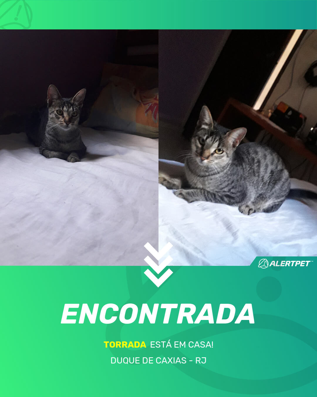 torrada gato desaparecido duque de caxias 18 05 2021 found image