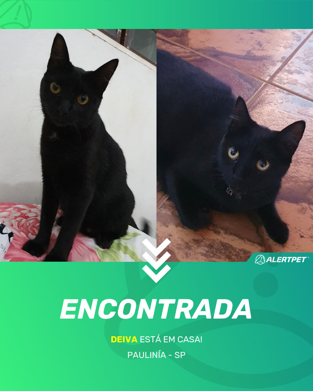 deiva gato desaparecido paulinia 17 05 2021 found image