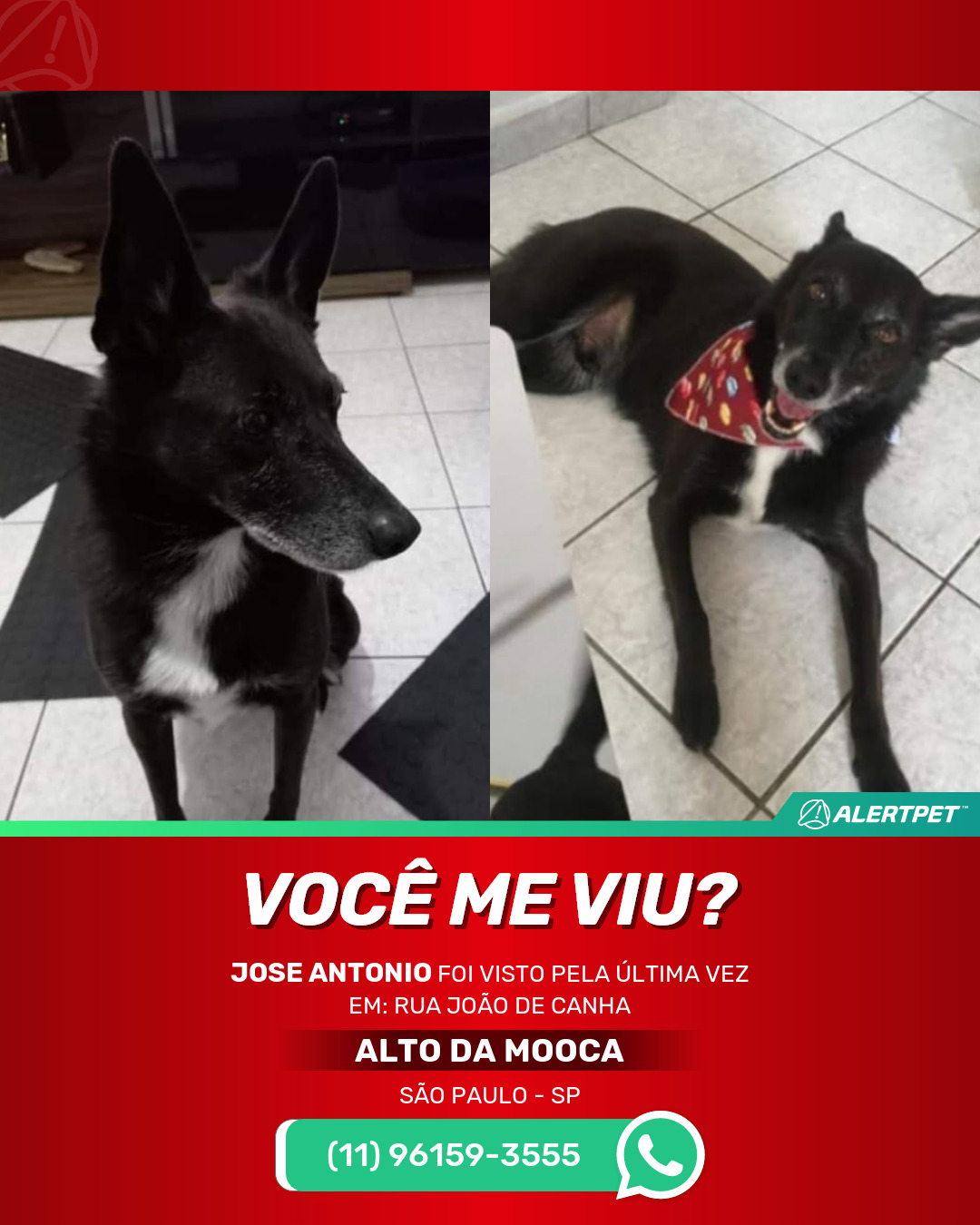 jose antonio cachorro desaparecido sao paulo 24 05 2021 lost image