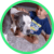 Alertpet cachorro perdido Trinity Alertpet cachorro perdido Trinity
