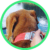 Alertpet cachorro perdido eros Alertpet cachorro perdido eros