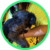 Alertpet cachorro perdido nick Alertpet cachorro perdido nick