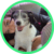 alertpet belinha alertpet belinha