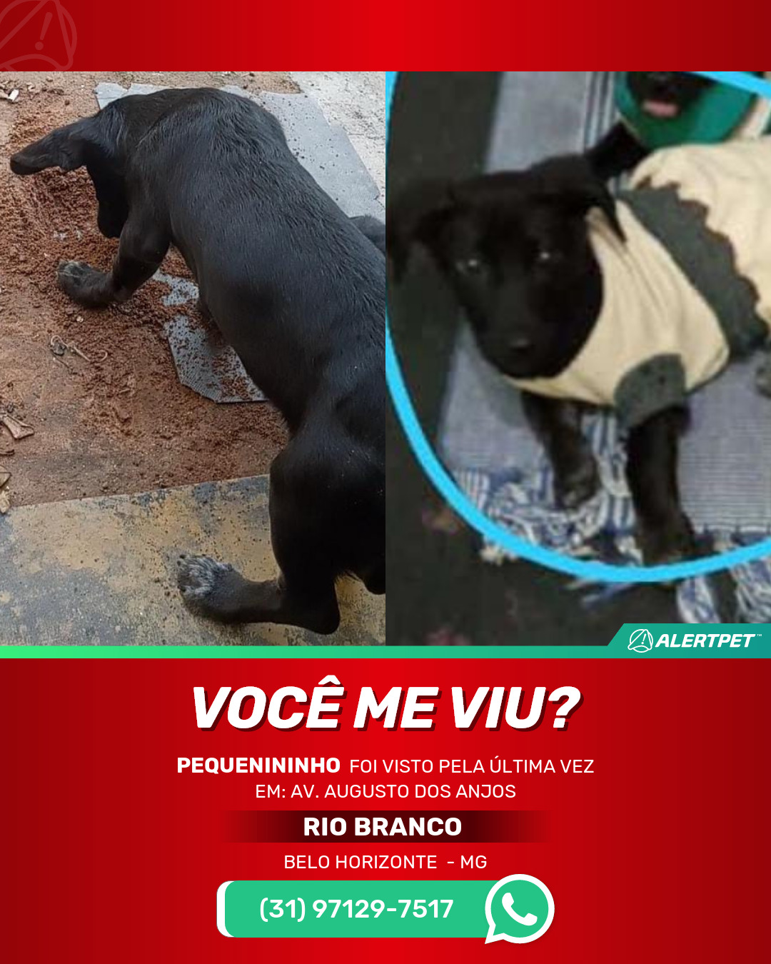 Cachorro Pitbull - Grande Belo Horizonte, Minas Gerais