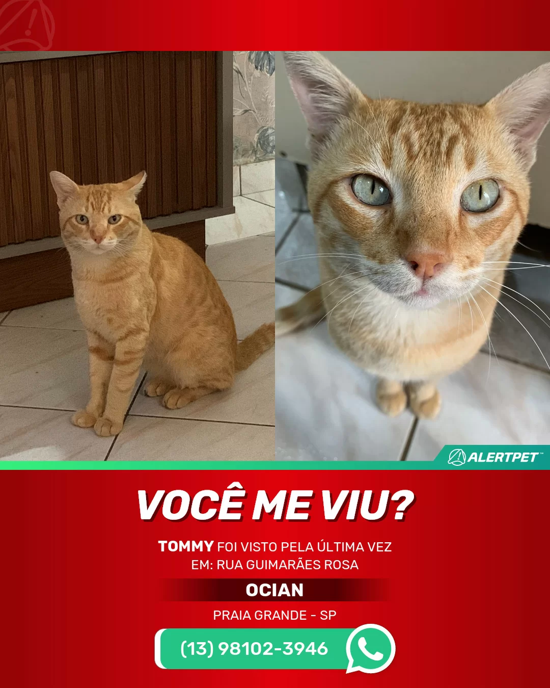 Página 22  Fotos Gato Tom, 69.000+ fotos de arquivo grátis de alta  qualidade