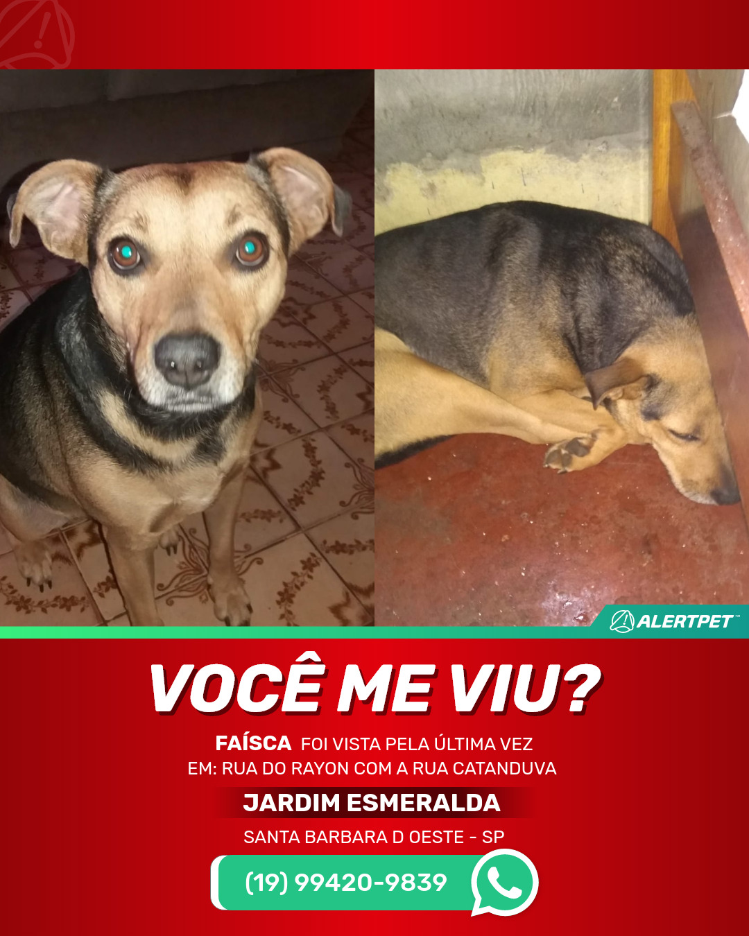 Cachorro Perdido Santa Barbara d oeste, SP - Faísca | AlertPet