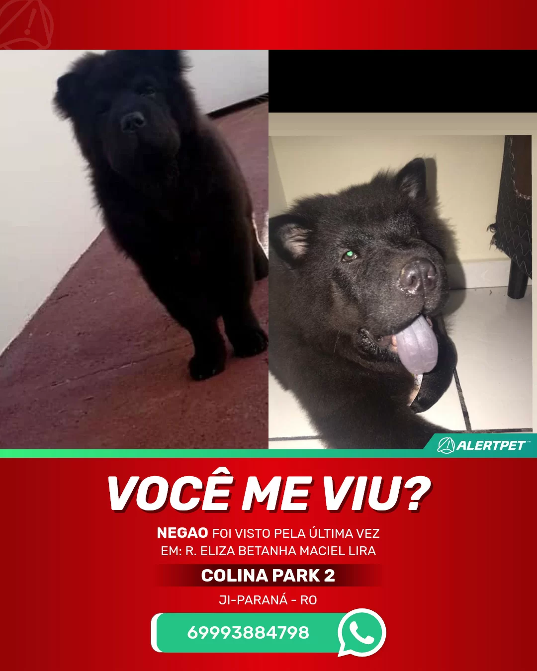 Cachorro Perdido Ji-Paraná, RO - Negao | AlertPet