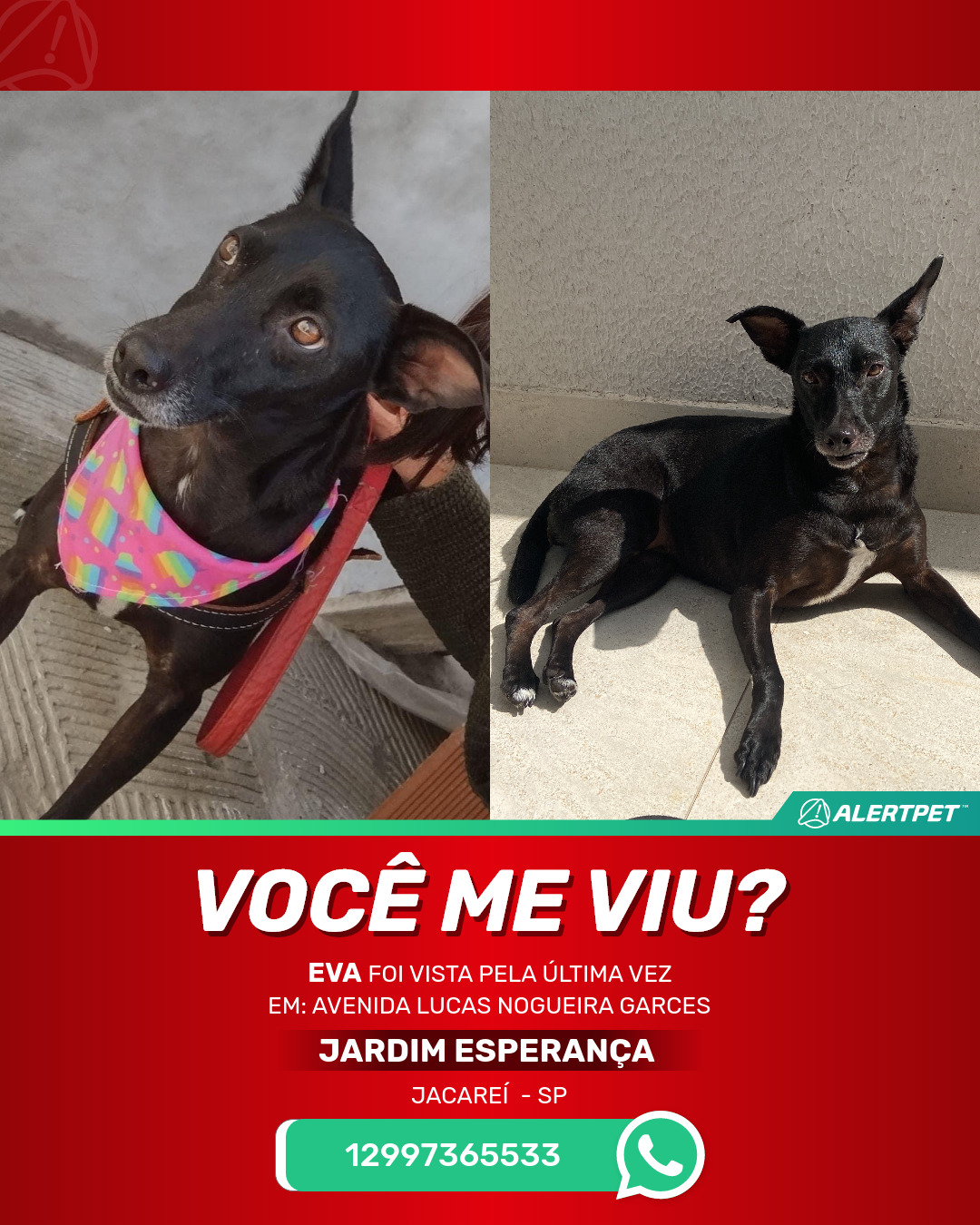 Adoção de Cachorro Jacareí/SP, Tigre, 1 ano