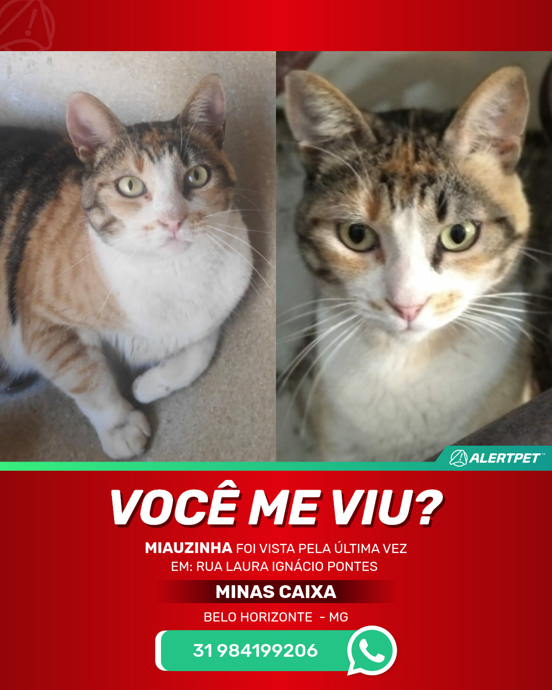 Gato Perdido Belo Horizonte , MG - Miauzinha | AlertPet