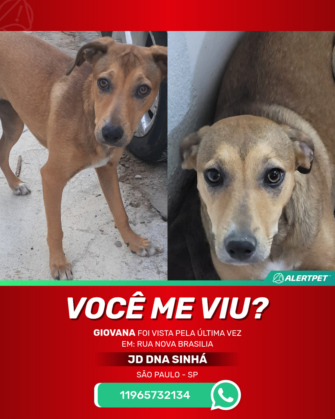 Cachorro Perdido São Paulo, SP - Giovana | AlertPet