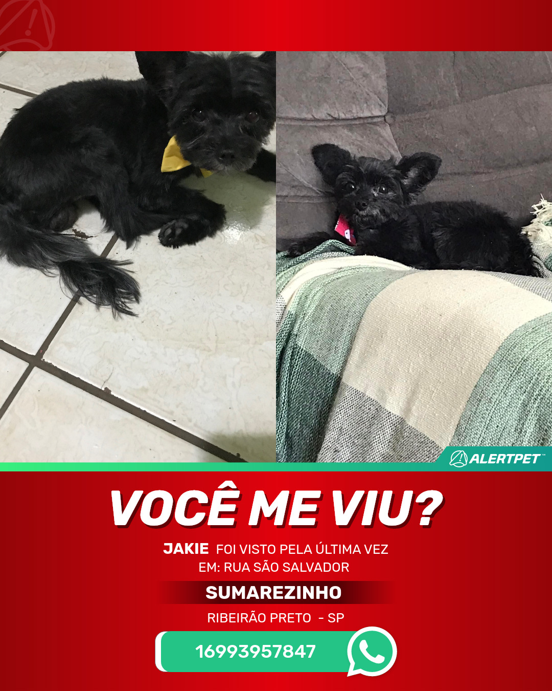 Veja 25 curiosidades sobre os cachorros, Parada Pet Ribeirão