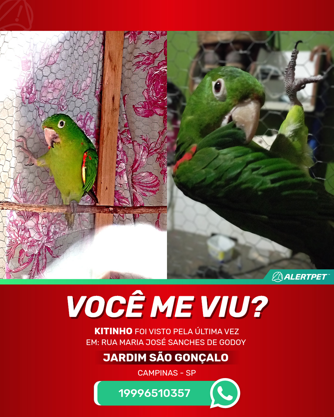 Cabeça de Ameixa Campinas SP - Pássaros - Campinas - Compra & Venda