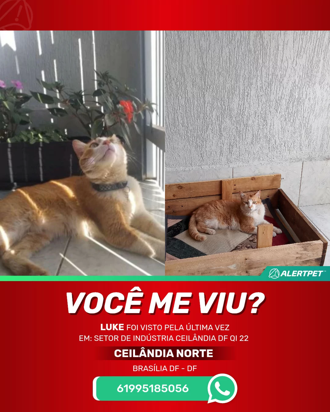 No Dia Mundial do Gato, assista aos vídeos mais populares do  -  Jornal de Brasília