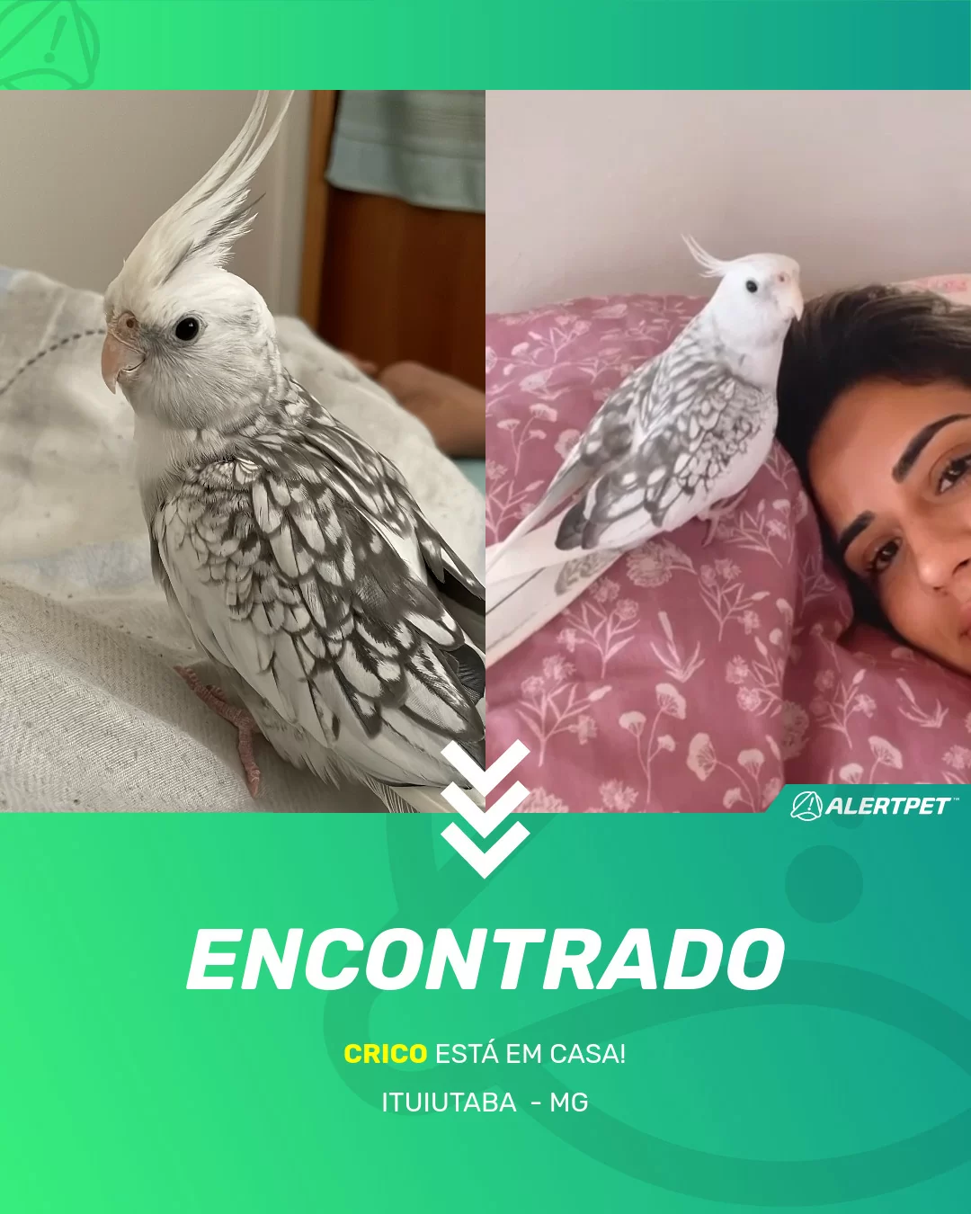 Pássaro Encontrado Ituiutaba , MG - Crico | AlertPet