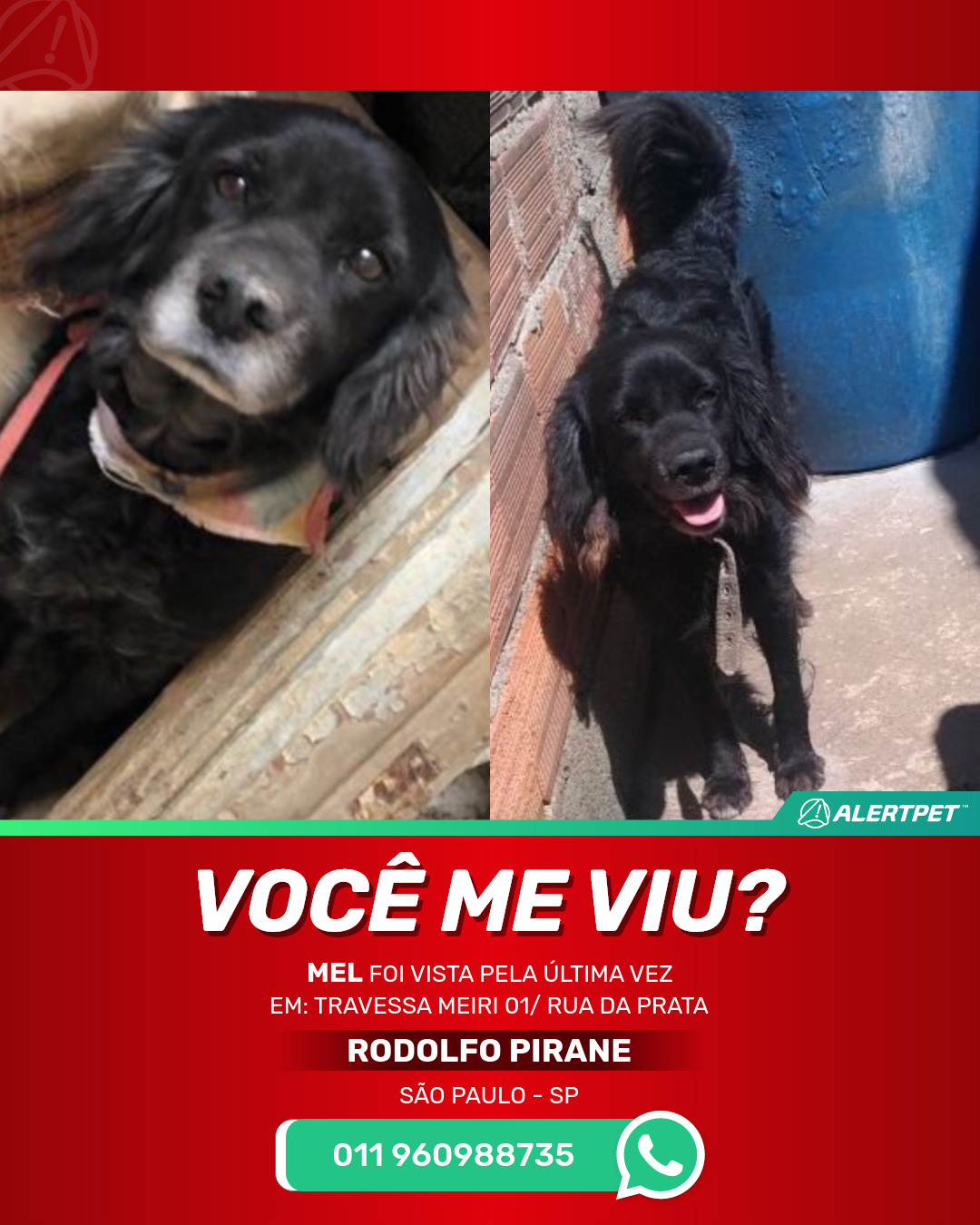 Cachorro Perdido São paulo, SP - Mel | AlertPet