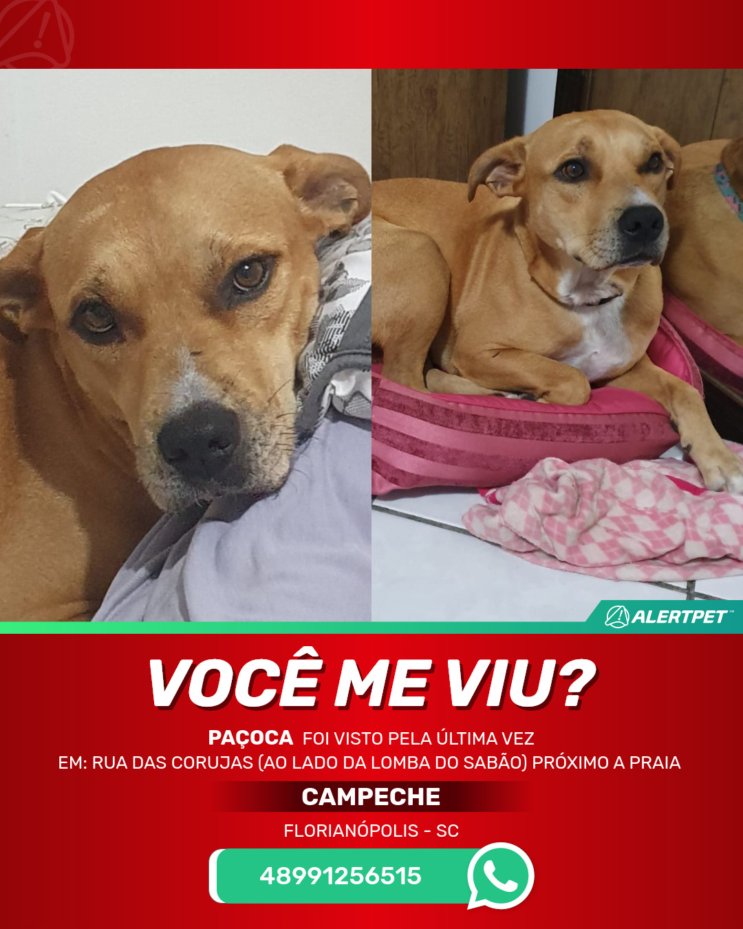 Cachorro Perdido Florianópolis, Sc - Paçoca 