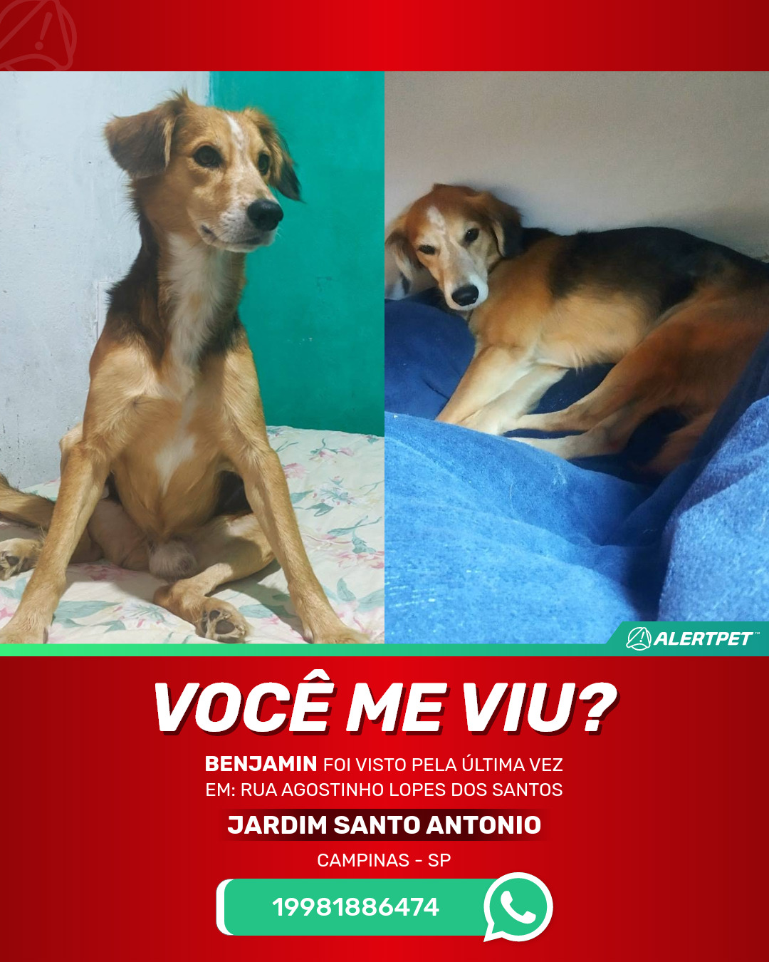 Cachorro Perdido Campinas, SP - Benjamin | AlertPet