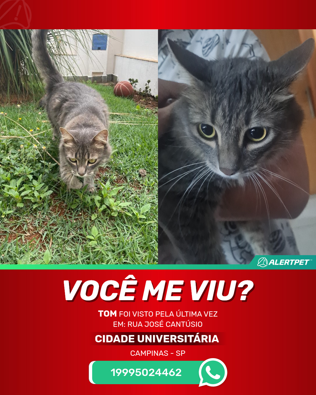 Memória Gato Tom em COQUINHOS