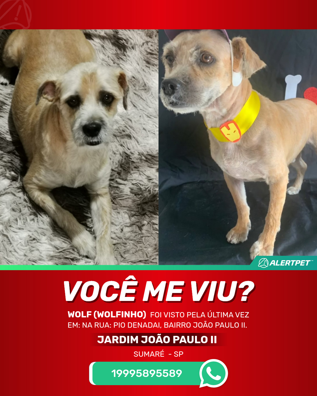 Cachorro Perdido Sumaré , SP - WOLF (WOLFINHO) | AlertPet