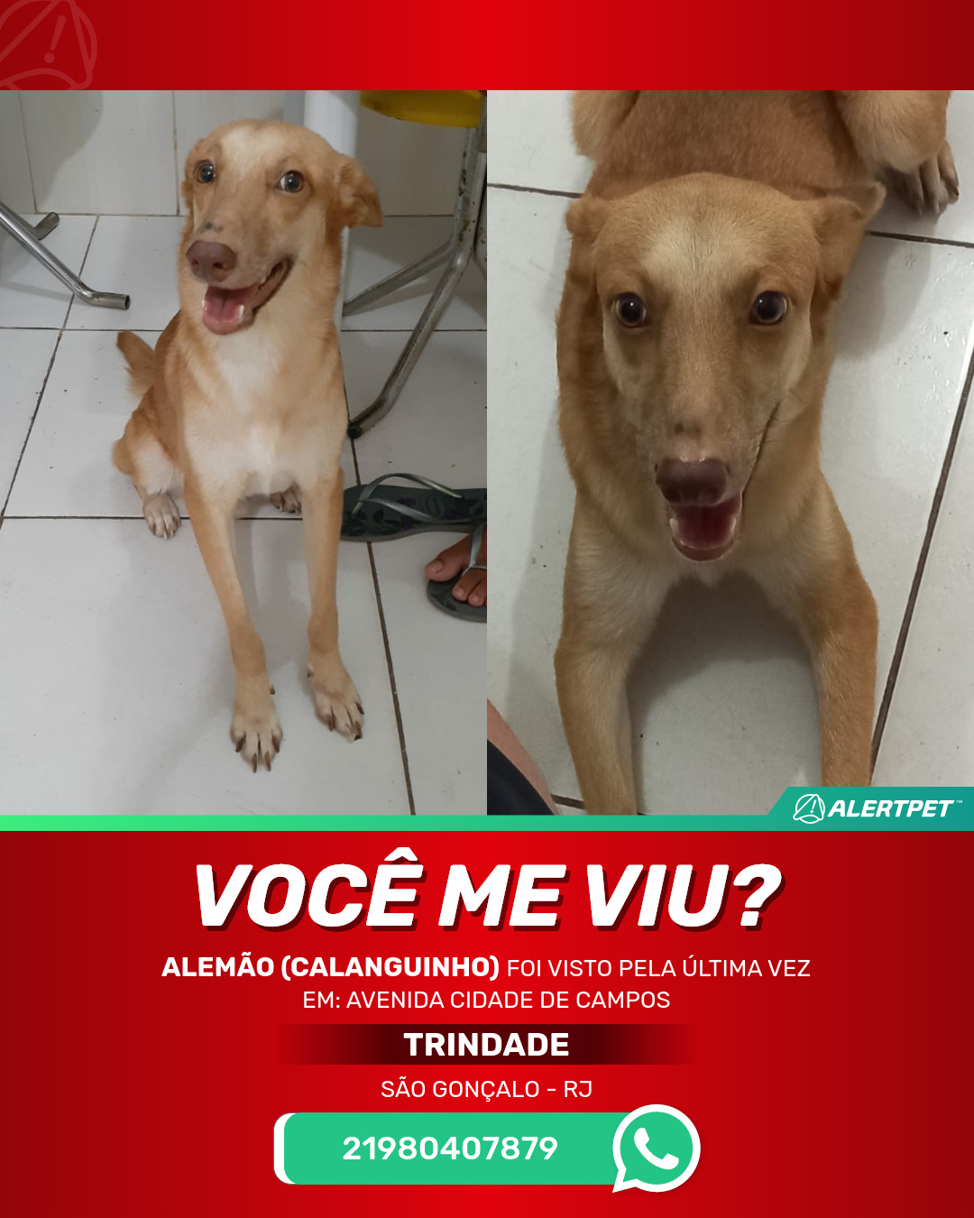 Cachorro Perdido São Gonçalo, RJ - Alemão (Calanguinho) | AlertPet