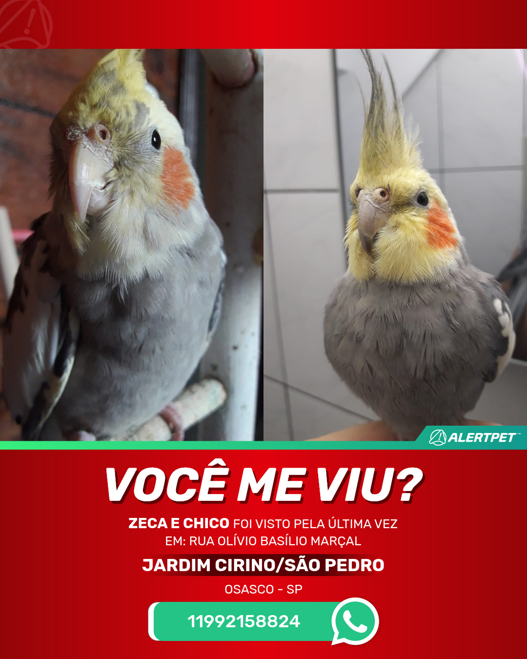 Pássaro Perdido Osasco, SP - Zeca e Chico | AlertPet