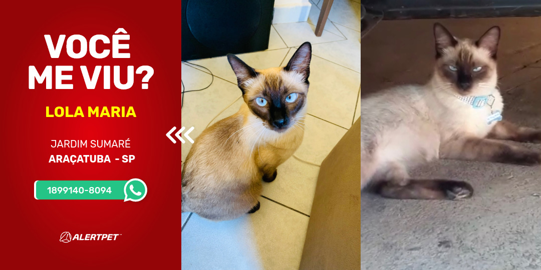 Gato Perdido Araçatuba , SP - Lola Maria | AlertPet