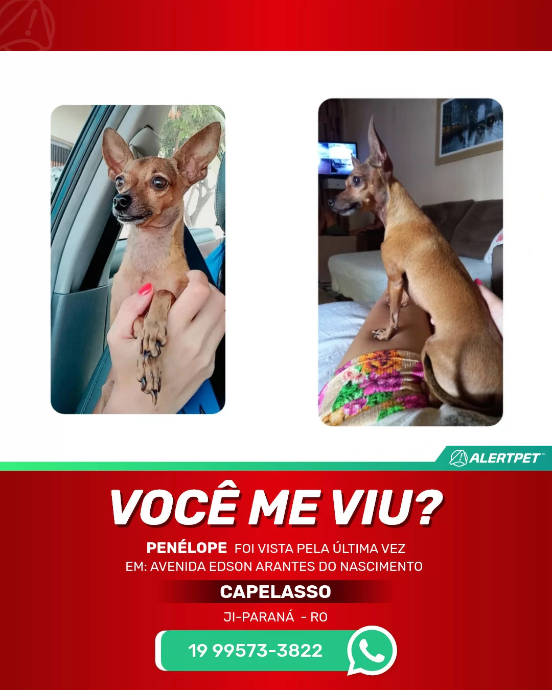 Cachorro Perdido Ji-Paraná , RO - Penélope | AlertPet