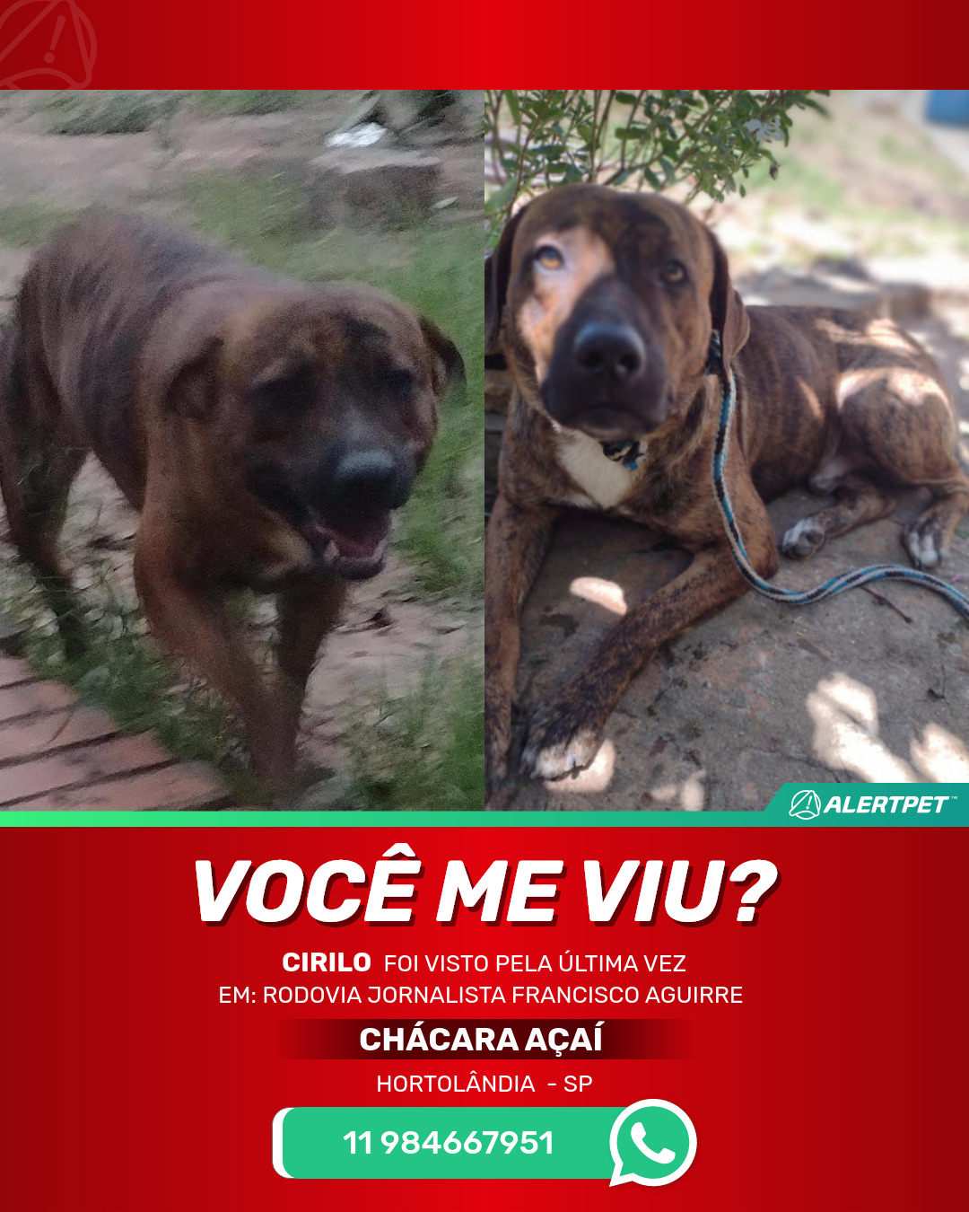 Cachorro Perdido Hortolândia , SP - Cirilo | AlertPet