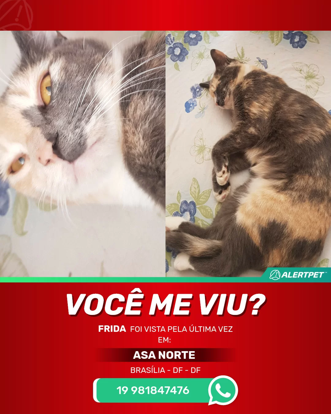 No Dia Mundial do Gato, assista aos vídeos mais populares do  -  Jornal de Brasília