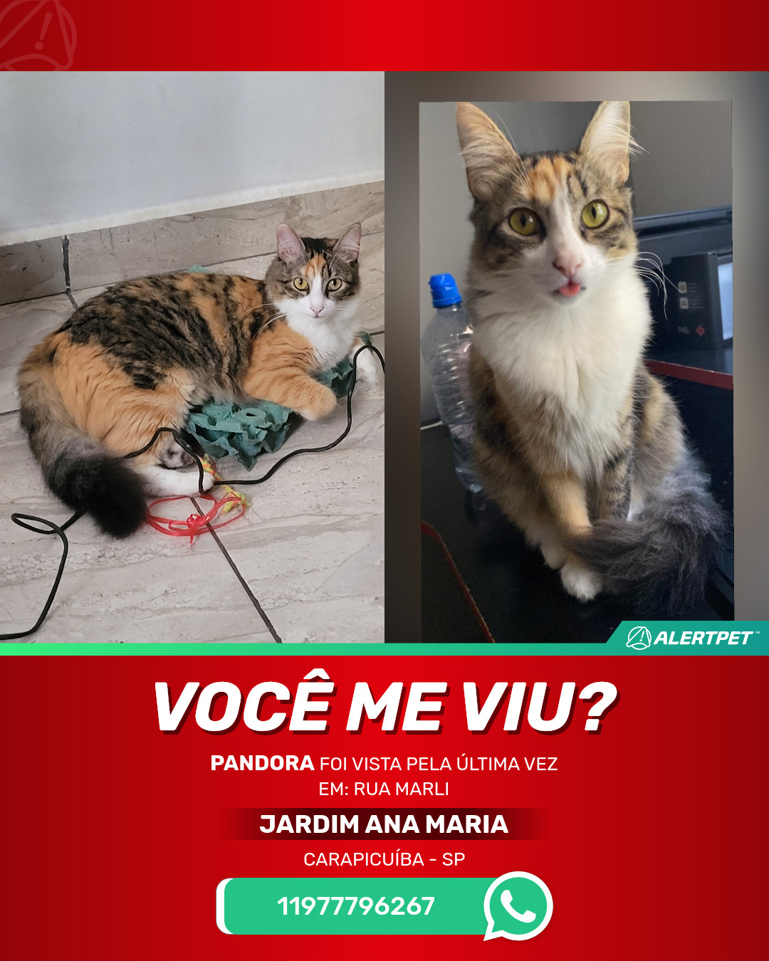 Gato Perdido Carapicuíba, SP - Pandora | AlertPet