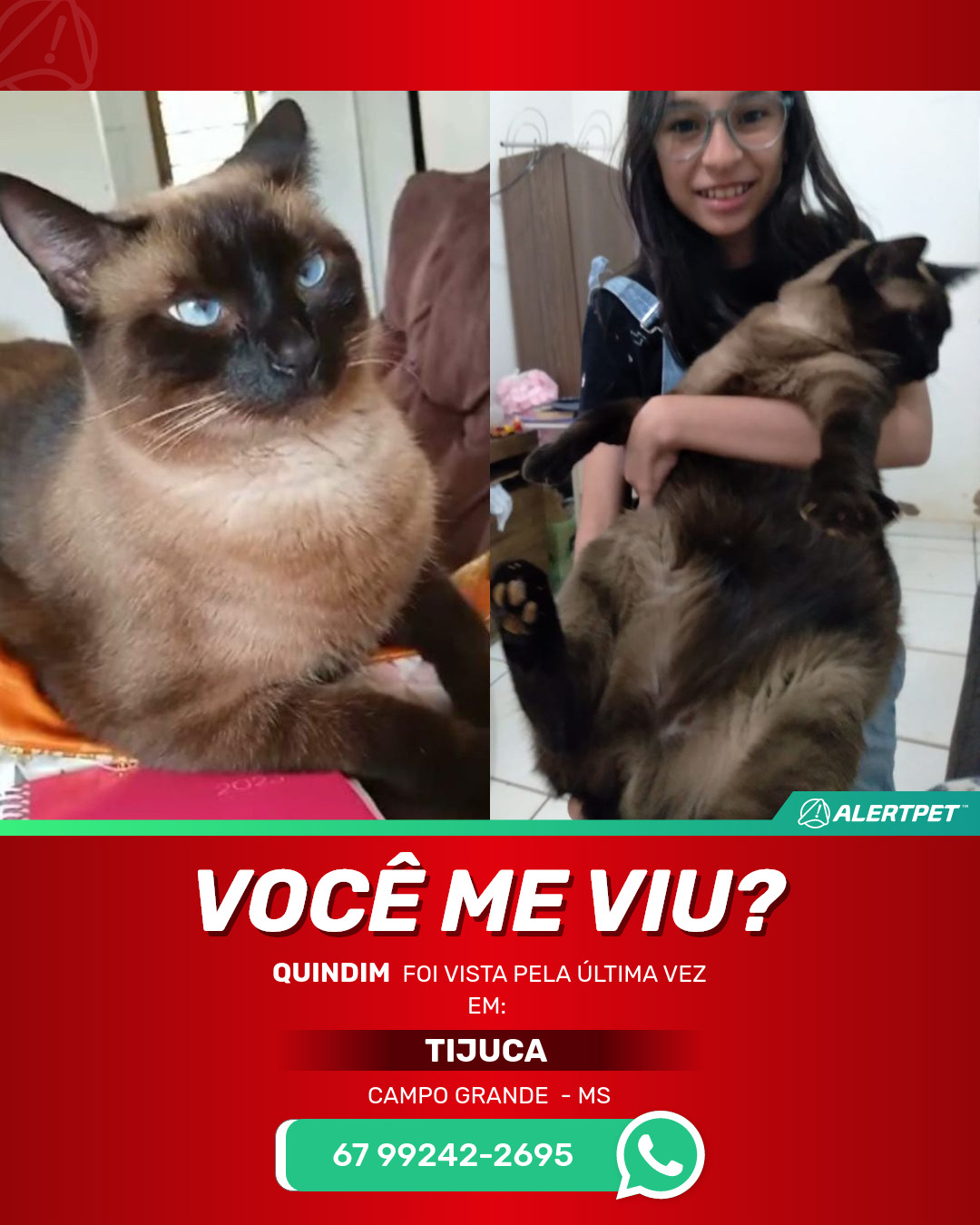 Gato Perdido Campo Grande , MS - Quindim | AlertPet