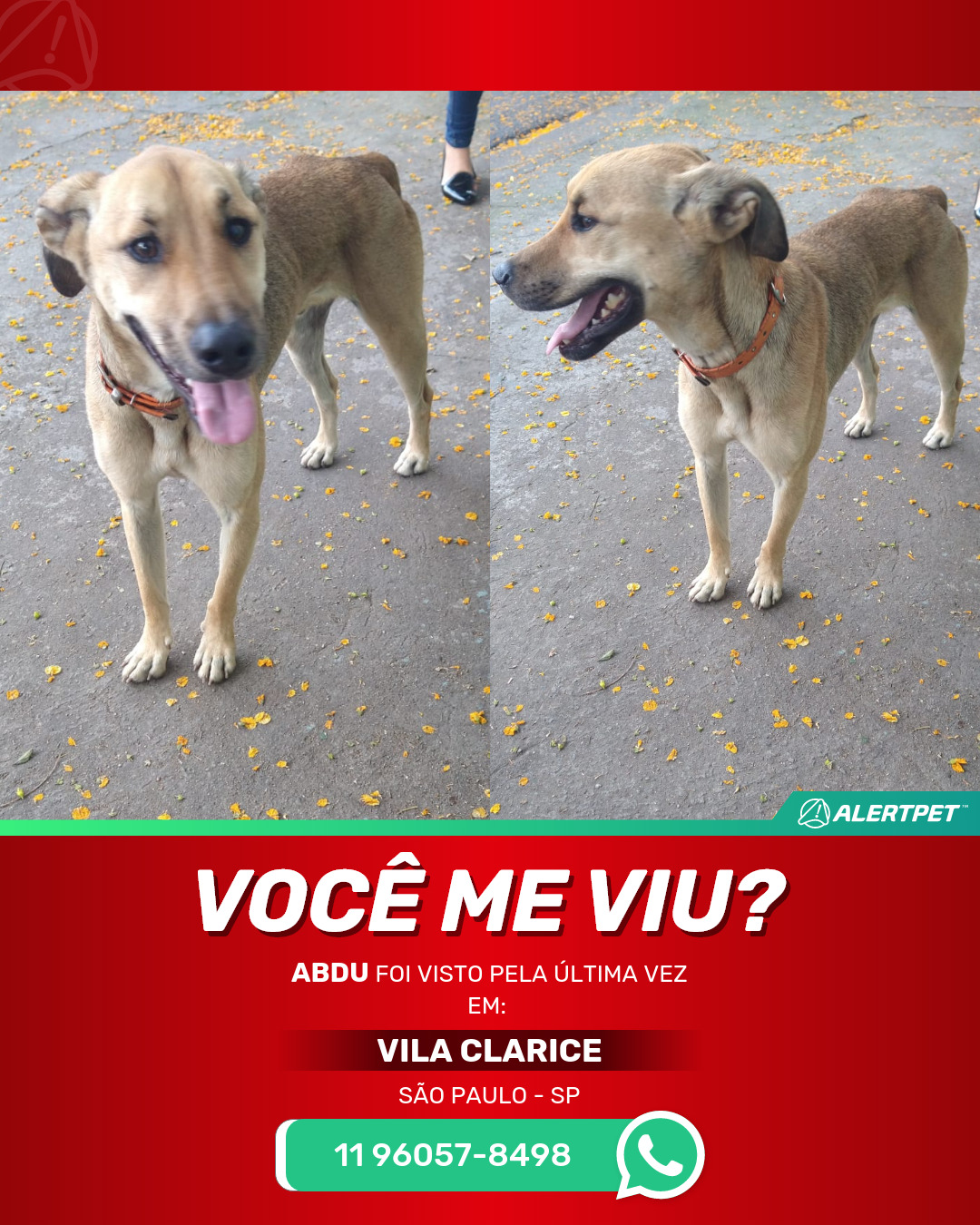 Cachorro Perdido SANTA LUZIA, MG - HANS | AlertPet