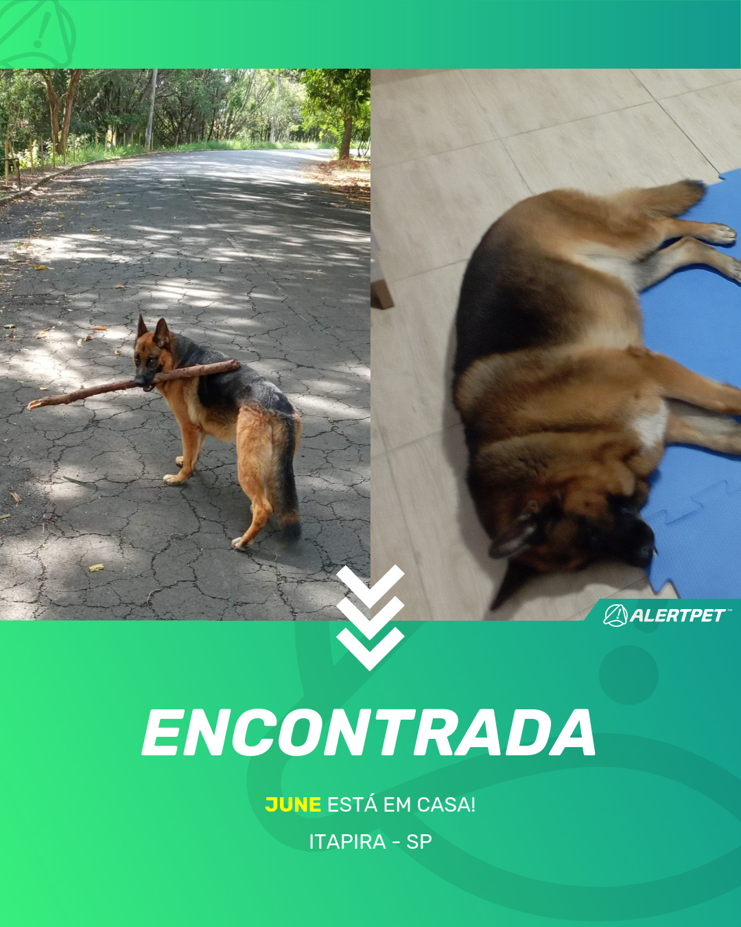 Cachorro Encontrado Itapira, SP - June | AlertPet