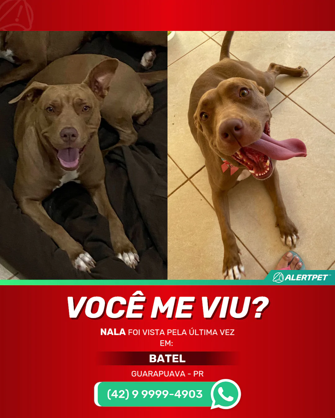 Cachorro Perdido Guarapuava, PR - Nala | AlertPet