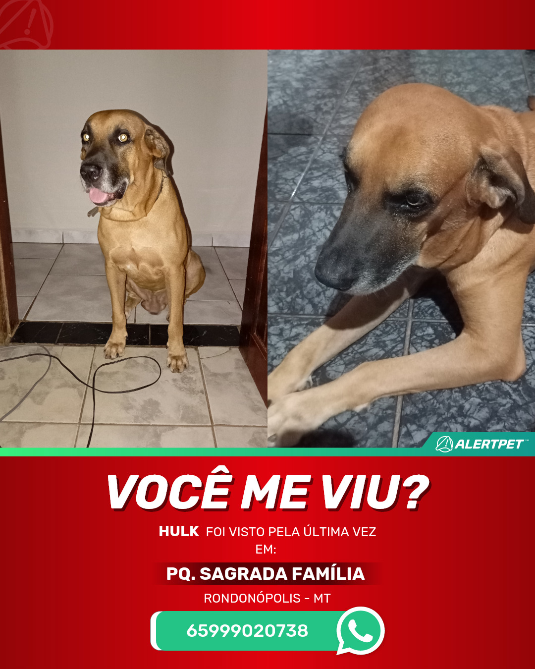 Cachorro Perdido Rondonópolis, MT - Hulk | AlertPet