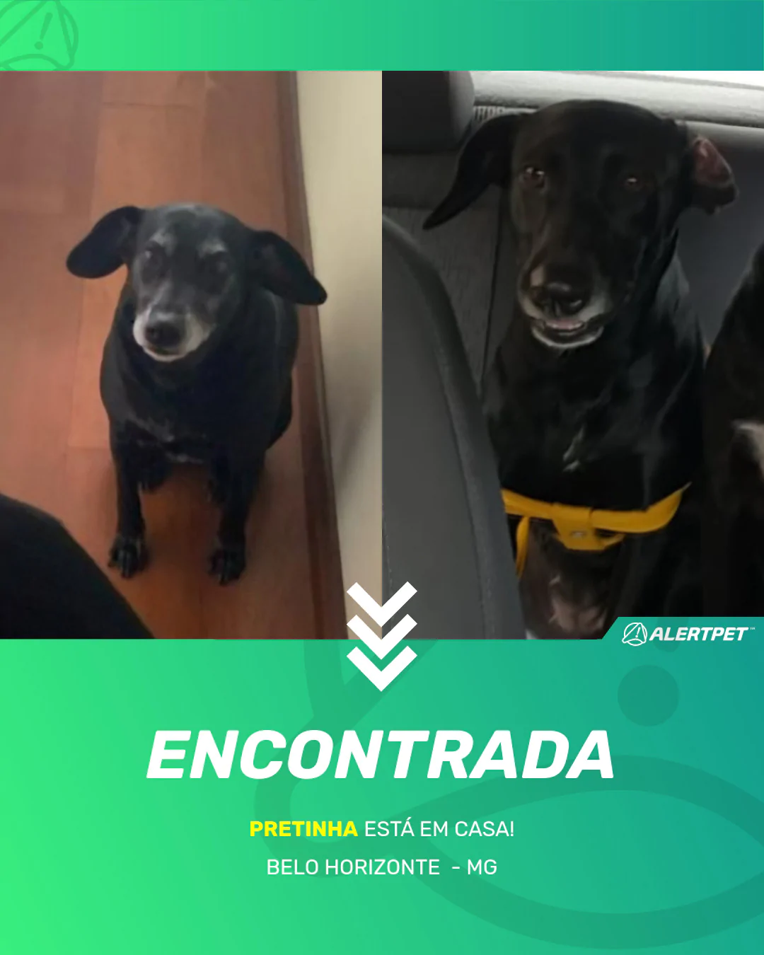 Cachorro Encontrado Belo Horizonte , MG - Pretinha | AlertPet