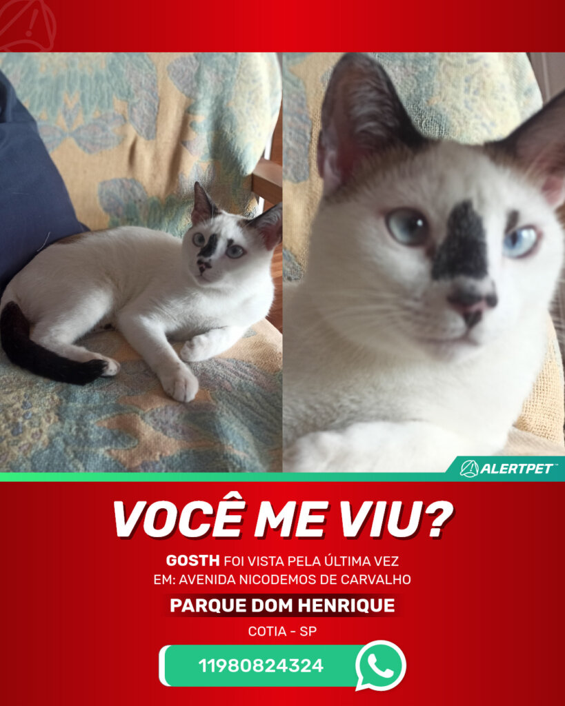 gosth-gato-desaparecido-cotia-01-05-2025_lost_image
