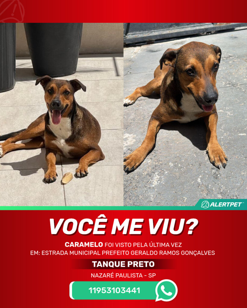 caramelo-cachorro-desaparecido-nazare-paulista-22-05-2025_lost_image